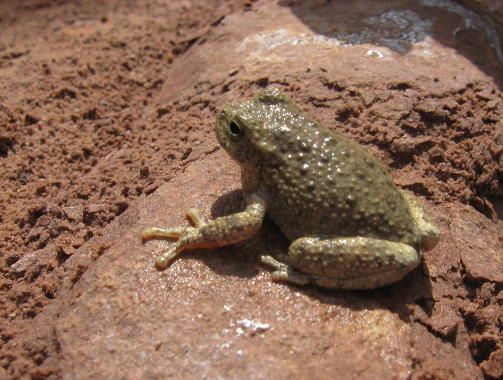 Canyon Tree Frog